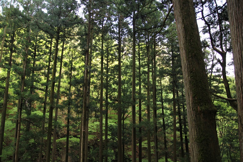 f:id:shosizu:20180503165822j:plain