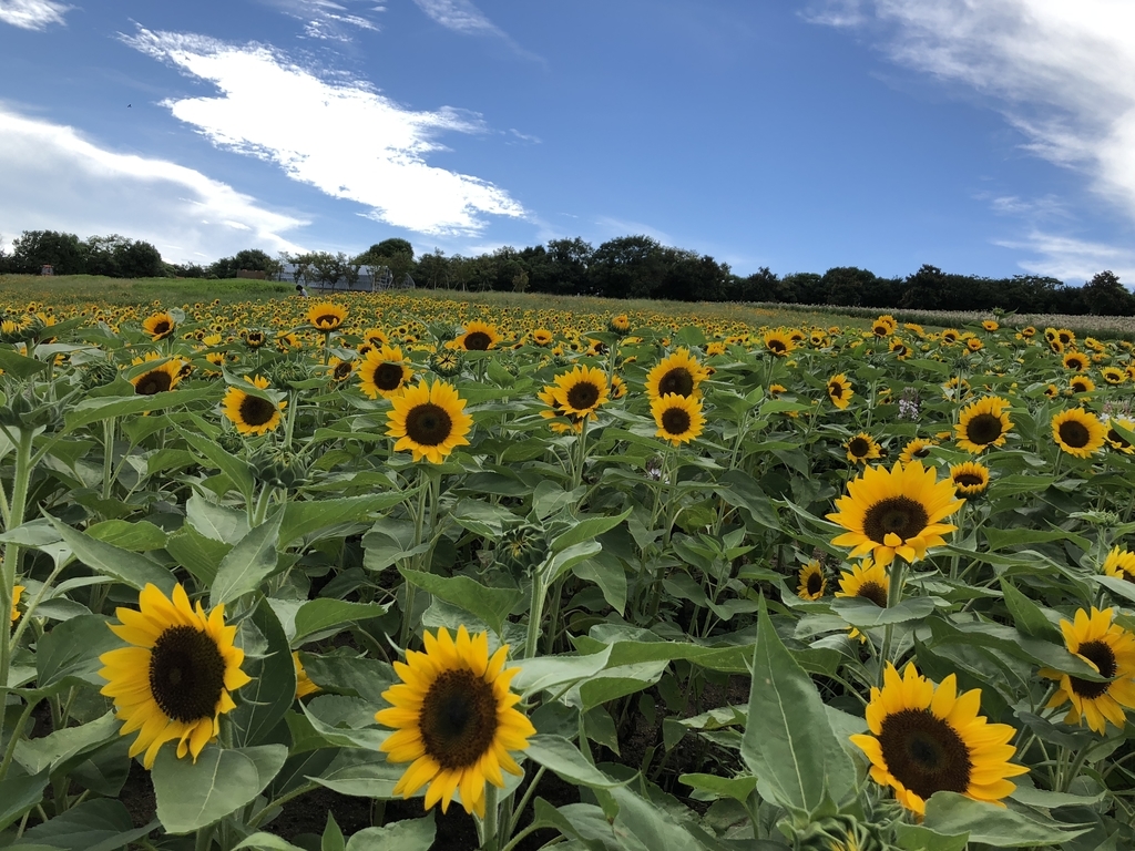 f:id:shosizu:20180812142854j:plain