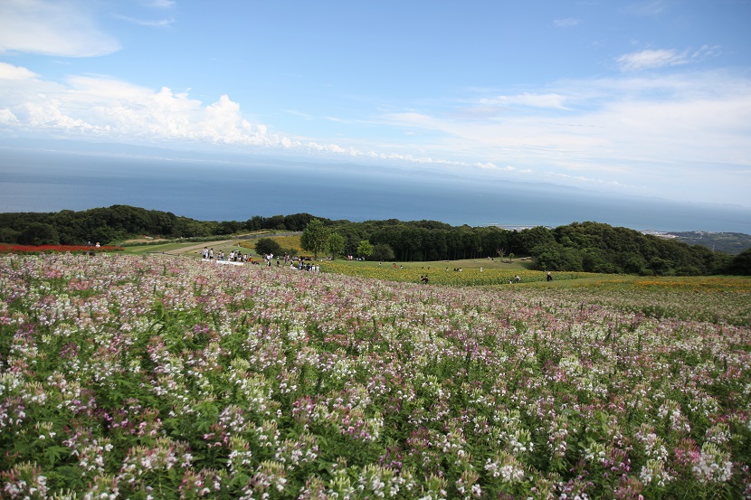 f:id:shosizu:20180812144518j:plain