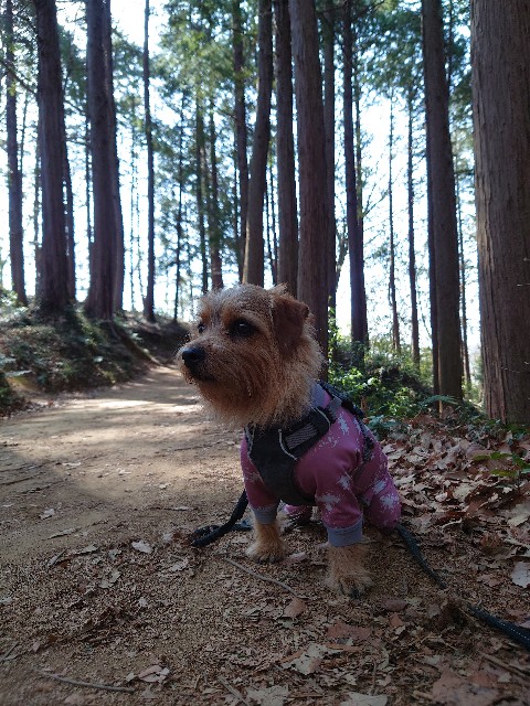 f:id:shota190222:20220317200054j:image