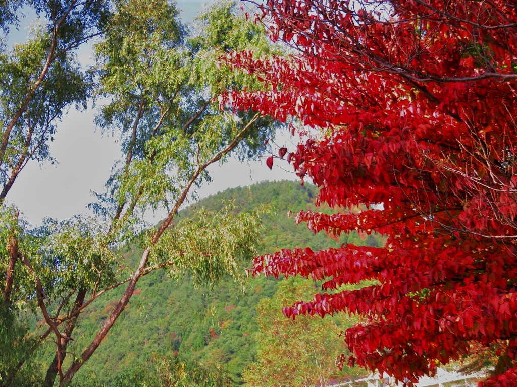 f:id:shou1710:20191119181222j:plain f:id:shou1710:20191119181222j:plain