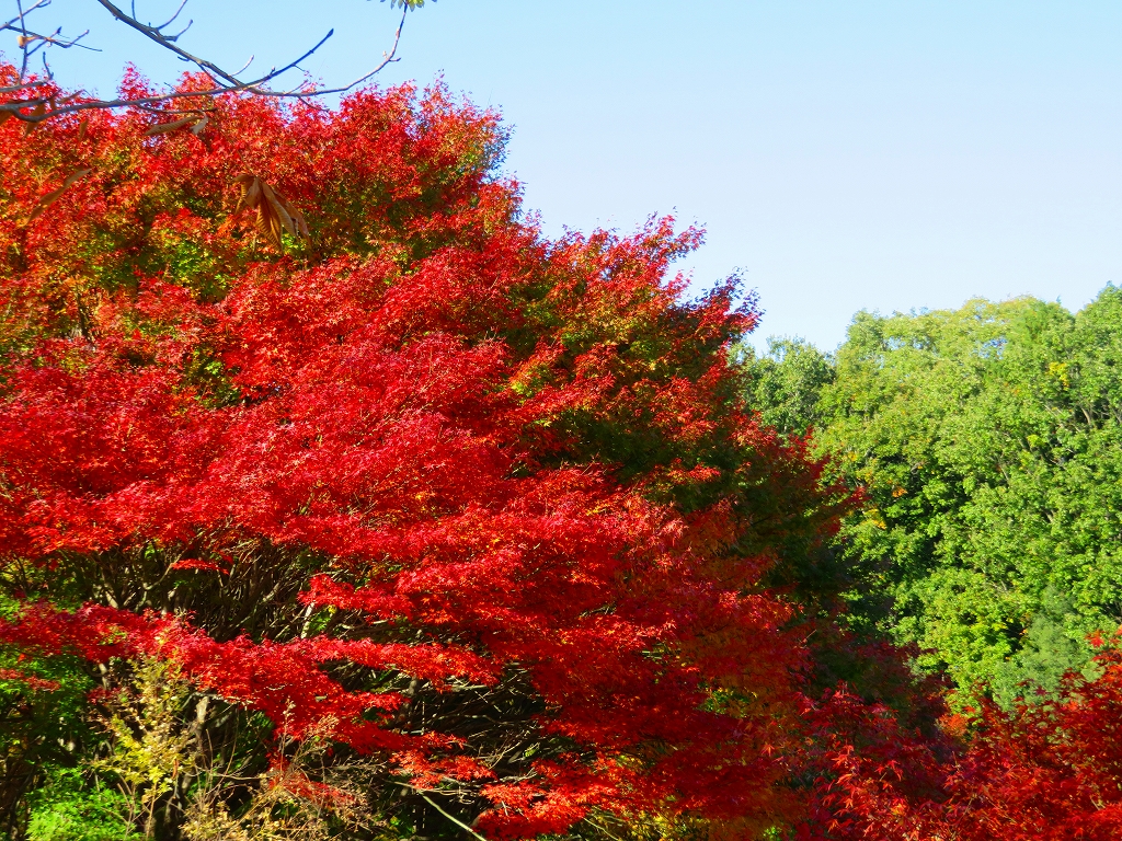 f:id:shou1710:20191210195536j:plain f:id:shou1710:20191210195536j:plain