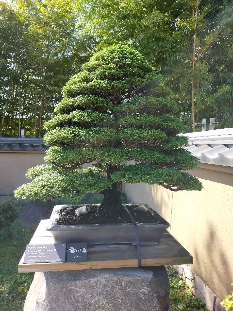 f:id:shouga4:20210930124451j:image f:id:shouga4:20210930124451j:image