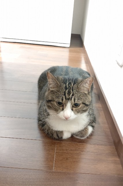 f:id:shounmama:20201012131135j:image