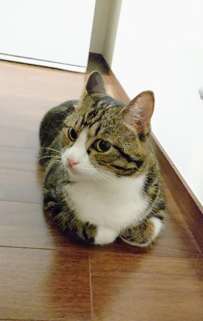 f:id:shounmama:20201013124133j:image