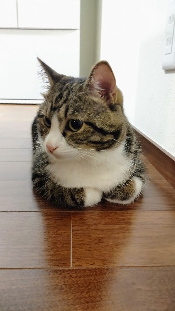 f:id:shounmama:20201013124410j:image