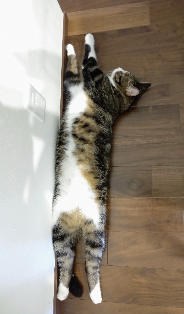 f:id:shounmama:20201013125231j:image