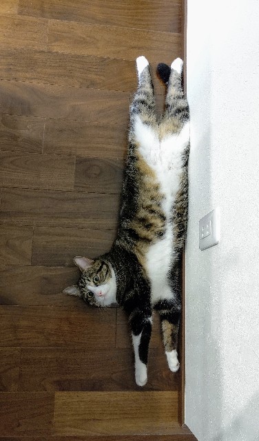 f:id:shounmama:20201013125622j:image