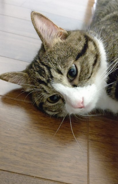 f:id:shounmama:20201013130355j:image