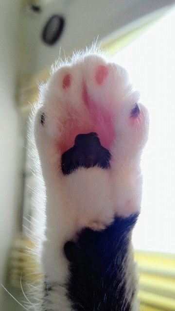 f:id:shounmama:20201014114942j:image