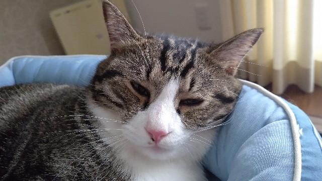 f:id:shounmama:20201014120436j:image