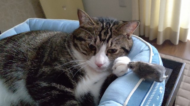 f:id:shounmama:20201014120650j:image