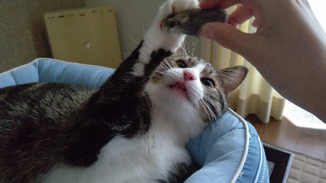 f:id:shounmama:20201014120834j:image