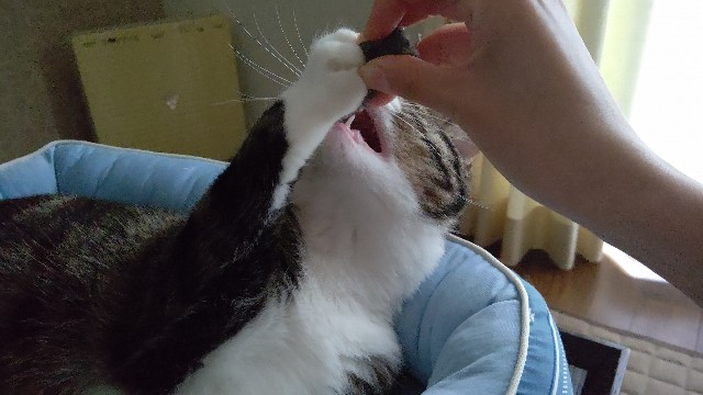 f:id:shounmama:20201014121034j:image