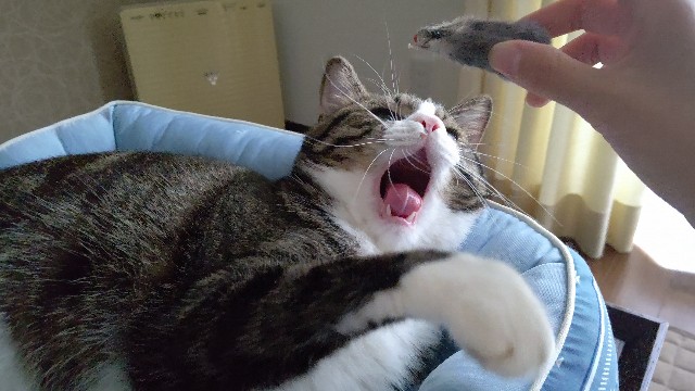 f:id:shounmama:20201014121221j:image