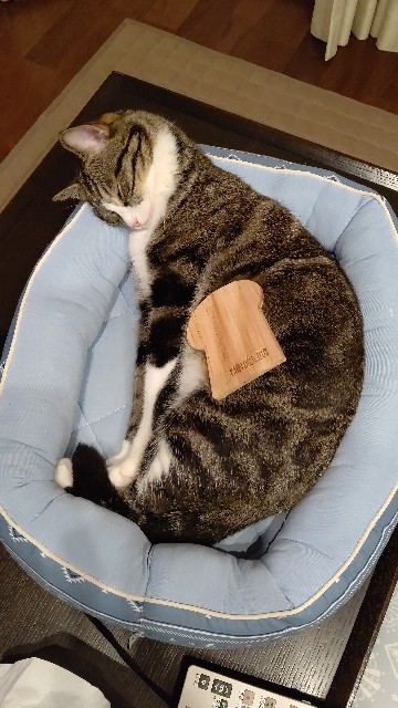 f:id:shounmama:20201014122646j:image