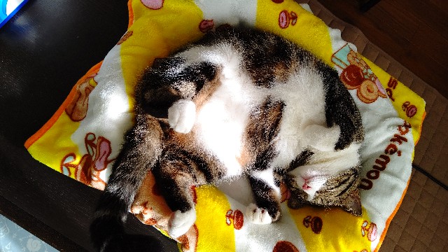 f:id:shounmama:20201016181805j:image