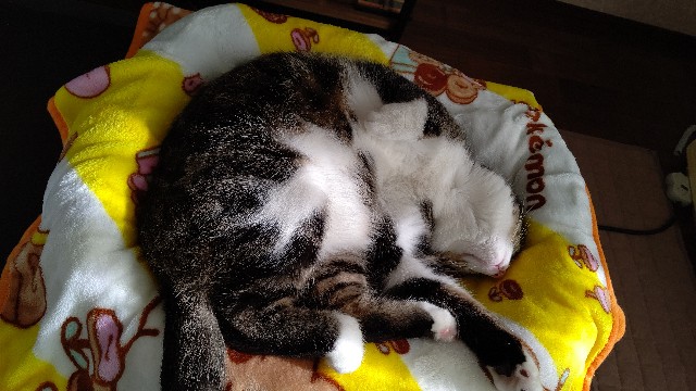 f:id:shounmama:20201020132149j:image