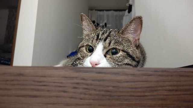 f:id:shounmama:20201020133940j:image