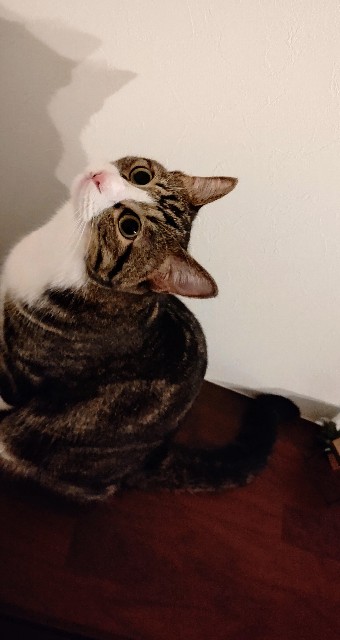 f:id:shounmama:20201022191355j:image