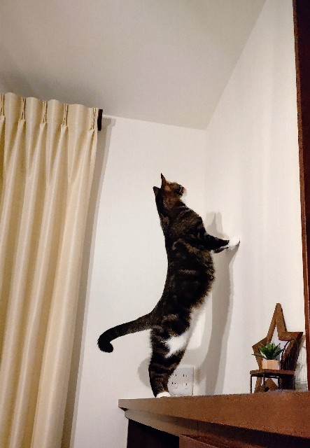 f:id:shounmama:20201022191514j:image