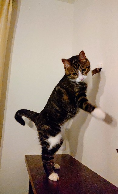 f:id:shounmama:20201022191730j:image