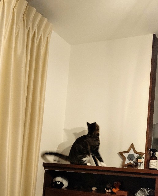 f:id:shounmama:20201022200511j:image