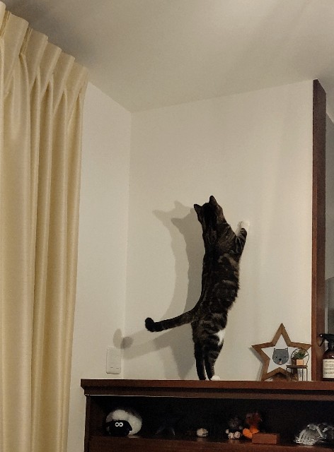 f:id:shounmama:20201022201110j:image