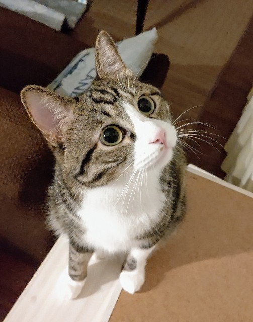 f:id:shounmama:20201022205452j:image