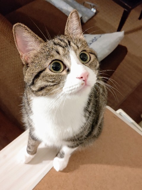 f:id:shounmama:20201022205559j:image