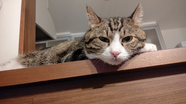 f:id:shounmama:20201022210507j:image