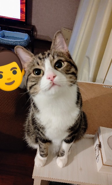 f:id:shounmama:20201022210906j:image