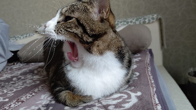 f:id:shounmama:20201104100638j:image