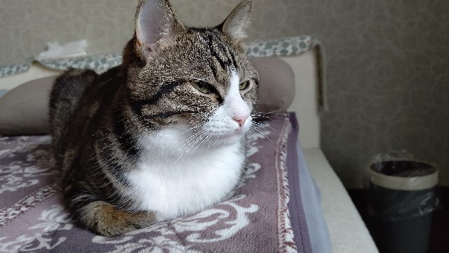 f:id:shounmama:20201104100653j:image