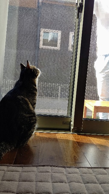 f:id:shounmama:20201104101631j:image