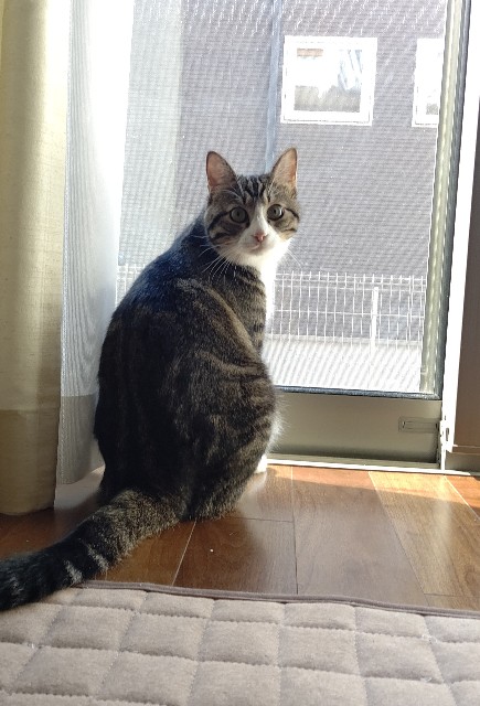 f:id:shounmama:20201104101925j:image