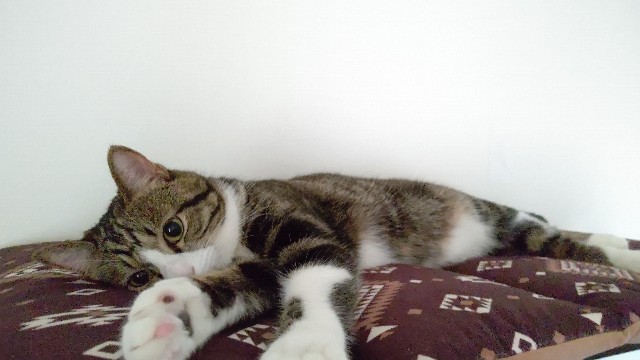 f:id:shounmama:20201105151317j:image