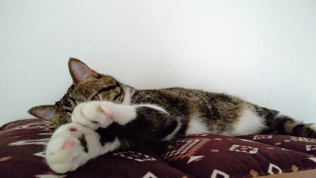 f:id:shounmama:20201105151515j:image