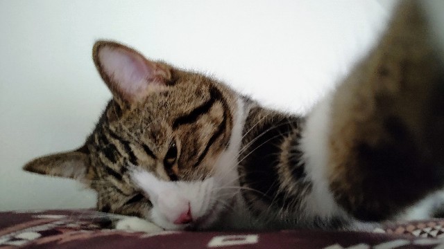 f:id:shounmama:20201105151618j:image