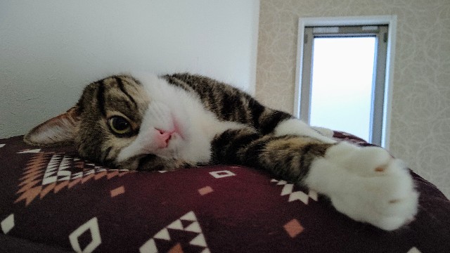 f:id:shounmama:20201105223959j:image