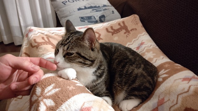 f:id:shounmama:20201106121519j:image