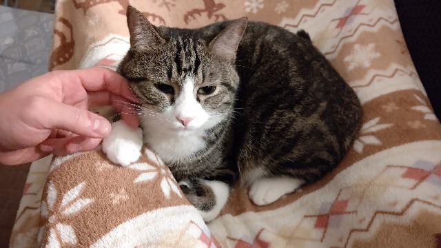 f:id:shounmama:20201106121602j:image