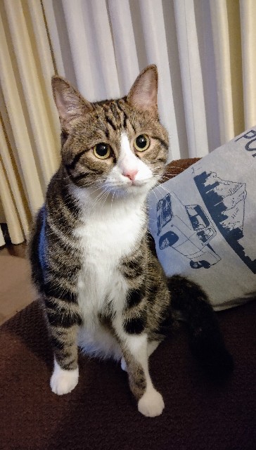 f:id:shounmama:20201106150334j:image