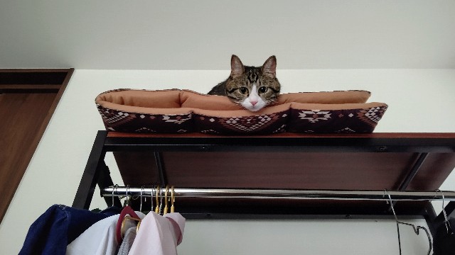 f:id:shounmama:20201110112520j:image