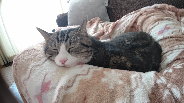 f:id:shounmama:20201116165254j:image