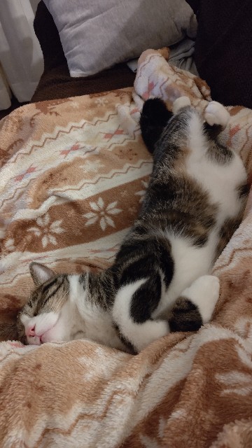 f:id:shounmama:20201116165427j:image