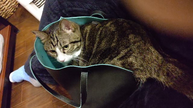 f:id:shounmama:20201116165732j:image