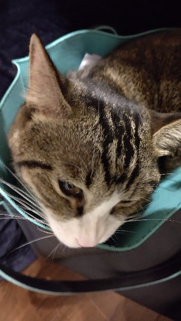 f:id:shounmama:20201116165805j:image