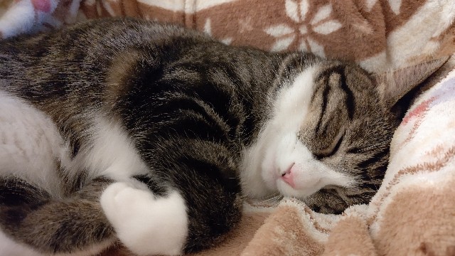 f:id:shounmama:20201116165854j:image