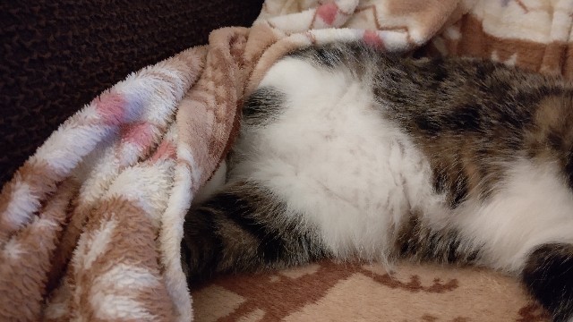 f:id:shounmama:20201116165909j:image